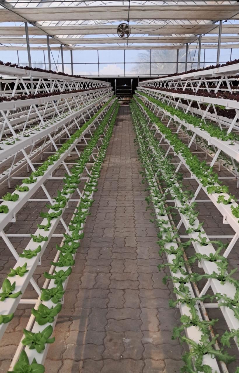 Lettuce Hydroponic Greenhouse
