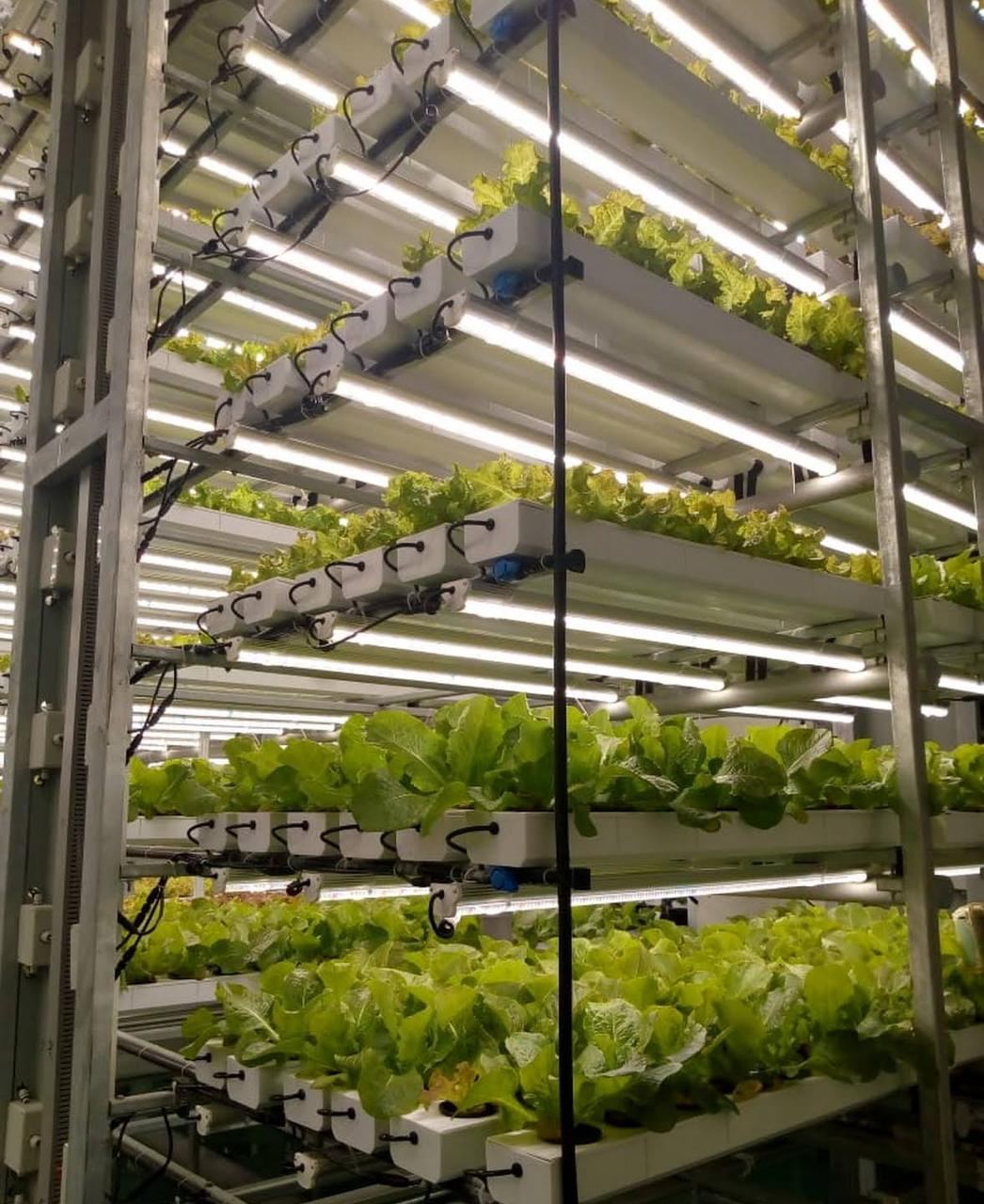 Red & Green Lettuce Rows