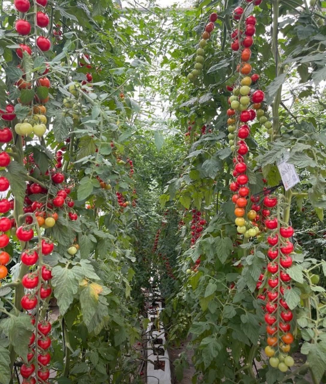 Vertical Hydroponic Tower
