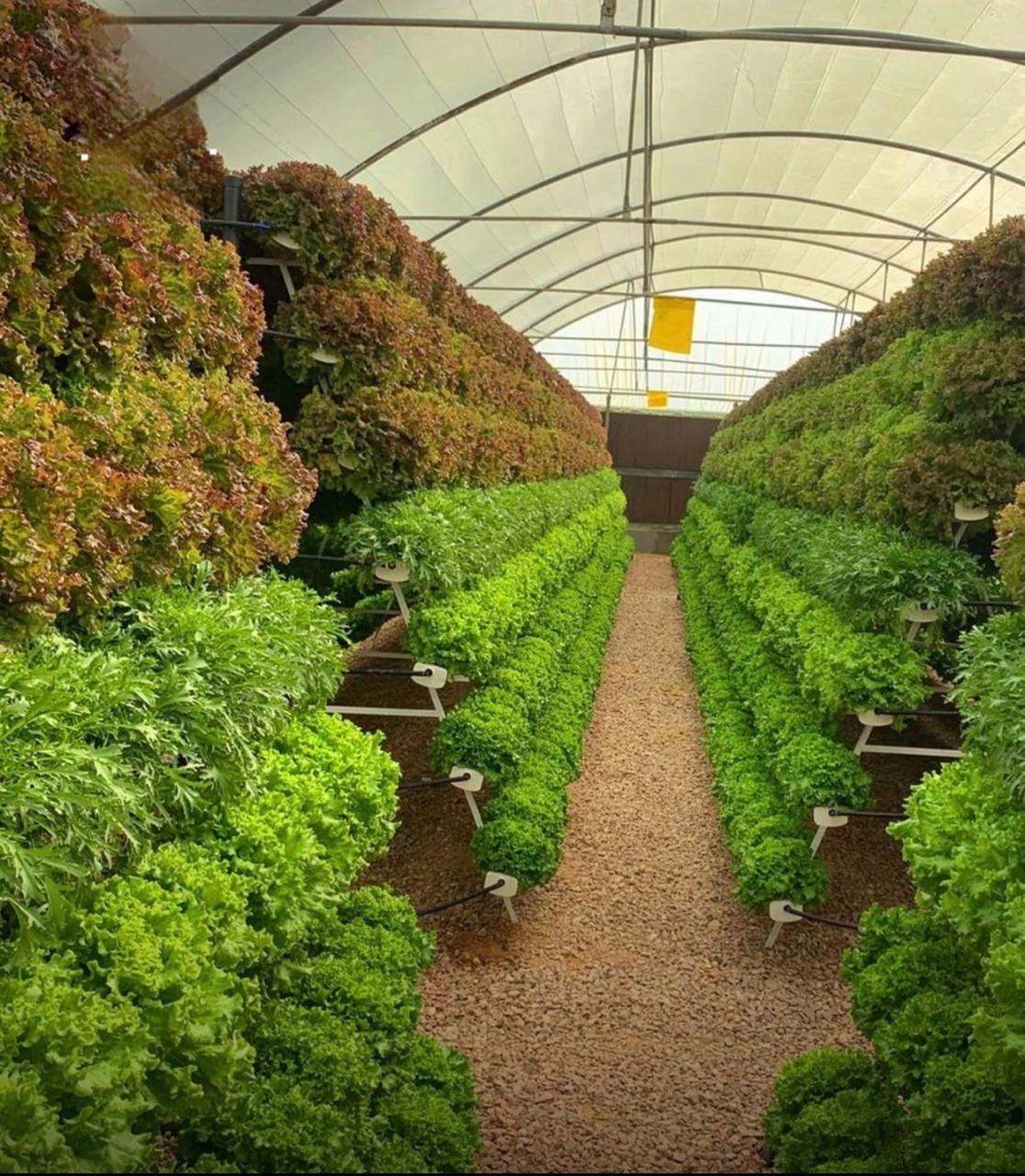 Tomato Greenhouse Cultivation