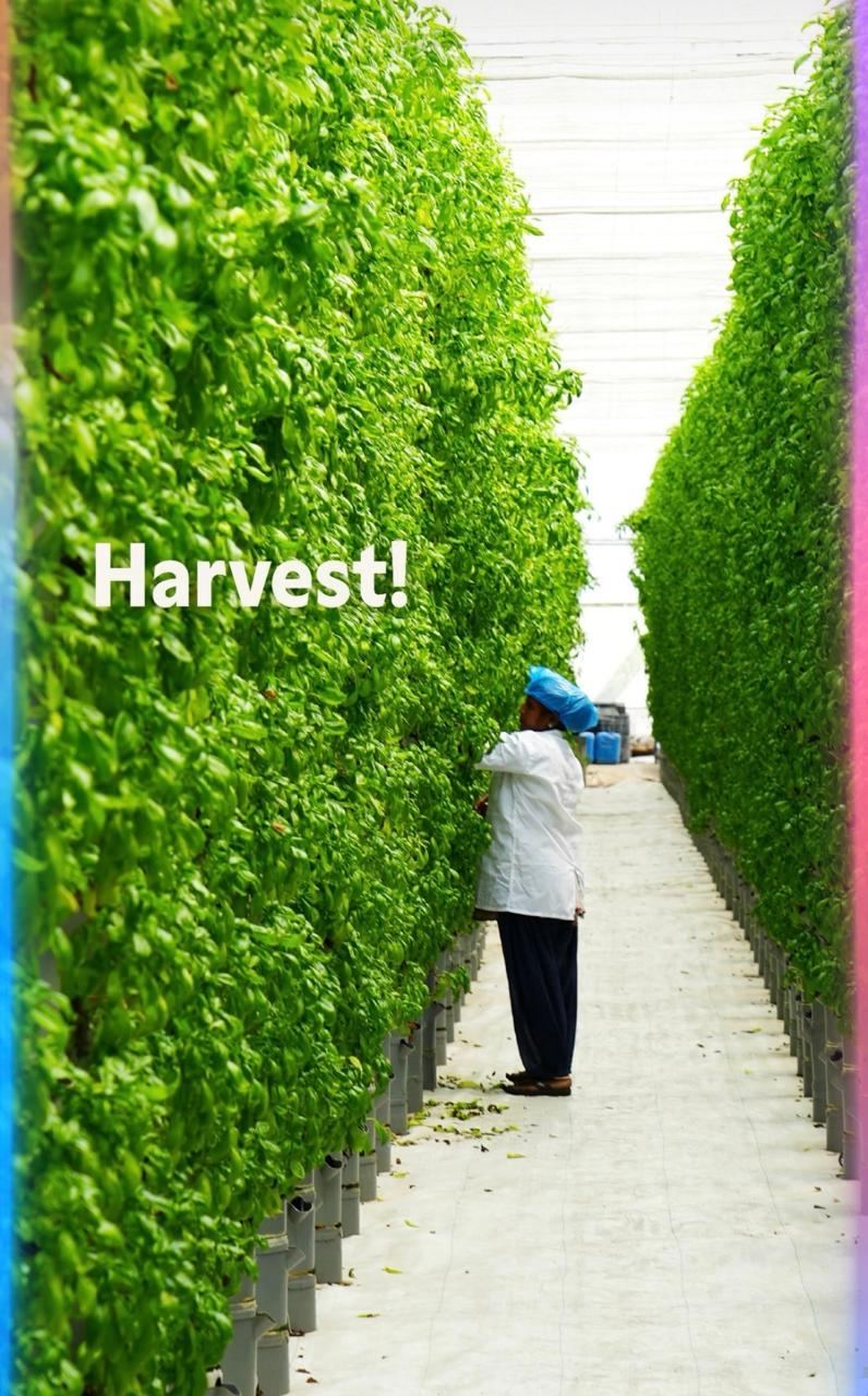 Ripe Tomato Harvest Rows