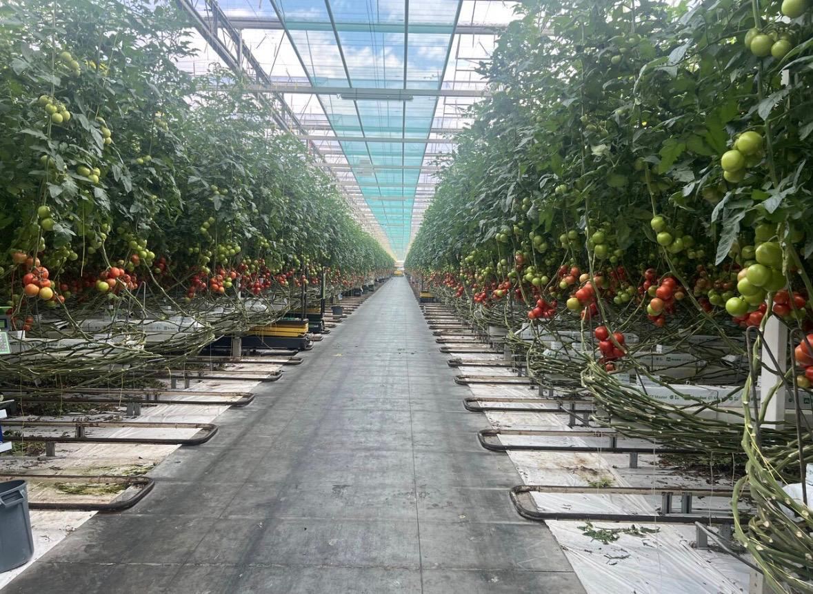 High-Tech Tomato Greenhouse