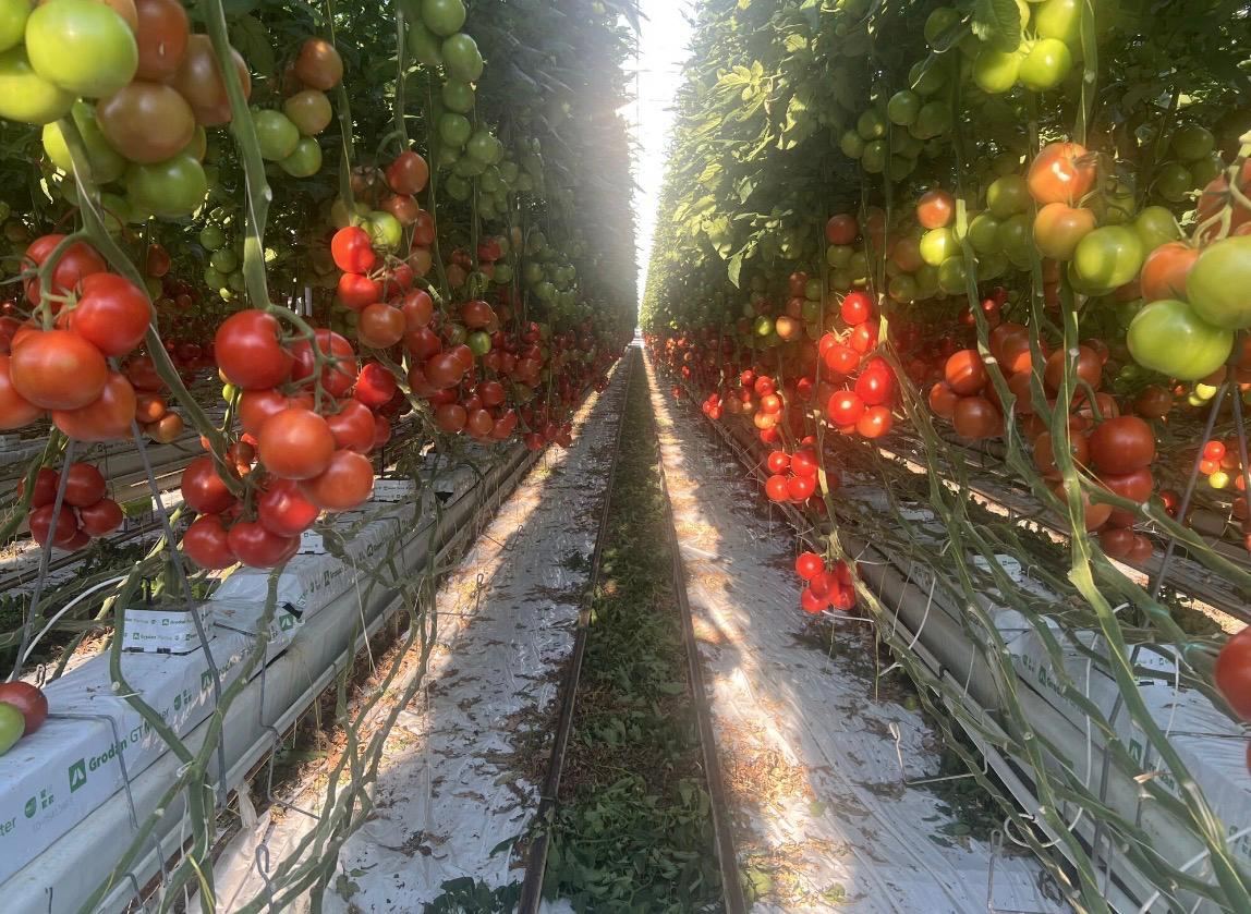 Fresh Harvest Day