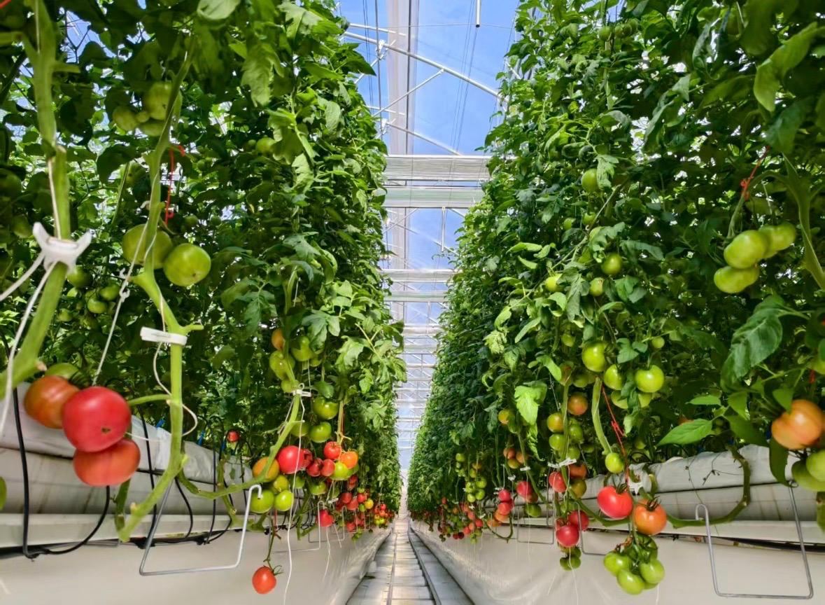 Lettuce Farming Tunnel