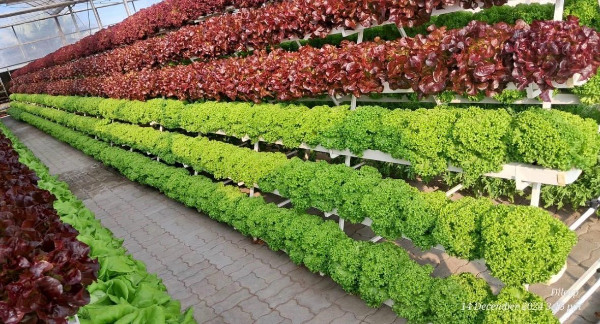Indoor Vertical Farming Setup