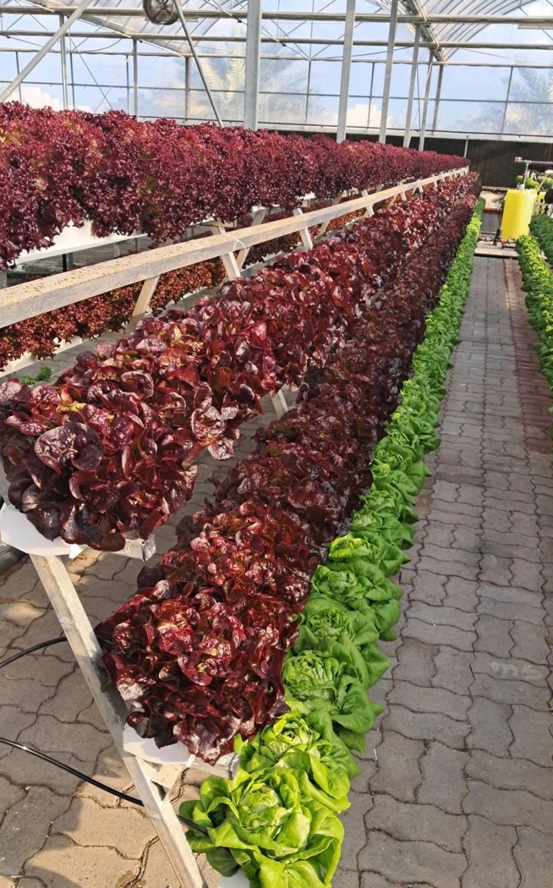 Hydroponic Greenhouse Rows